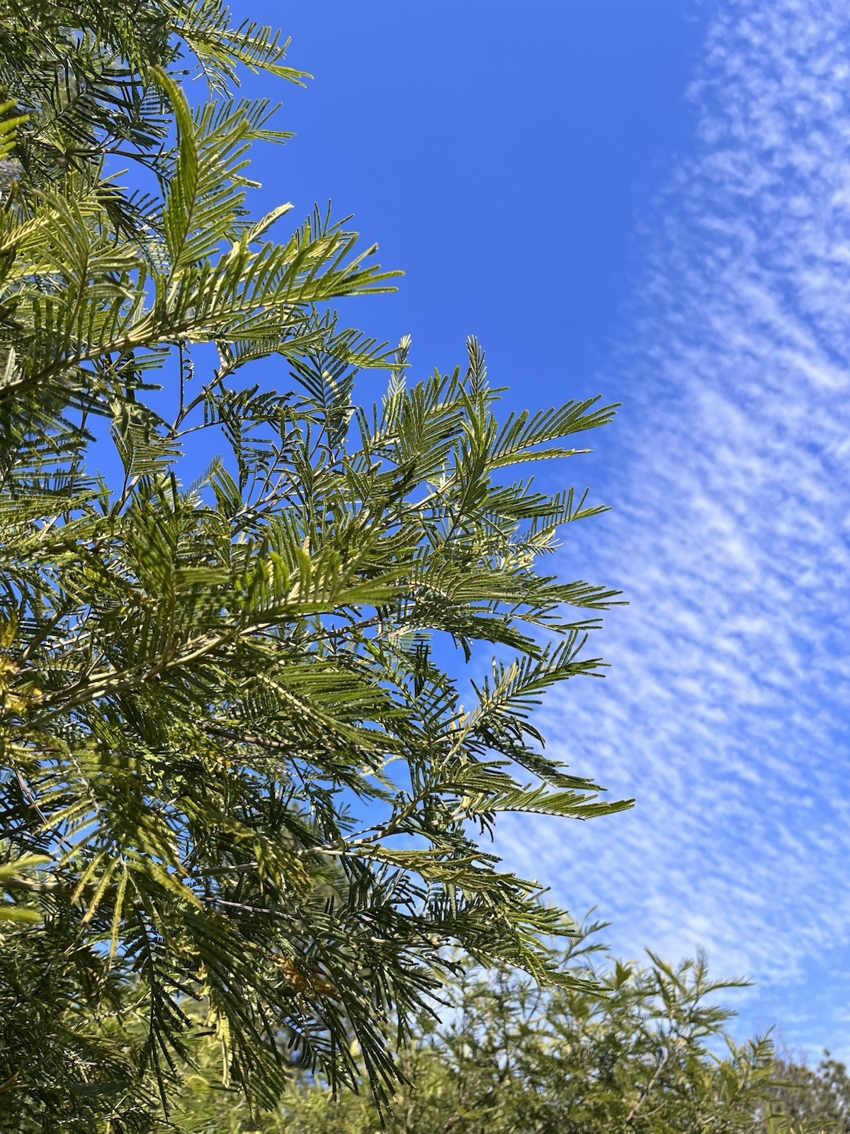 Acacia Species Assortment Packs (101 species) 5+ seeds each species