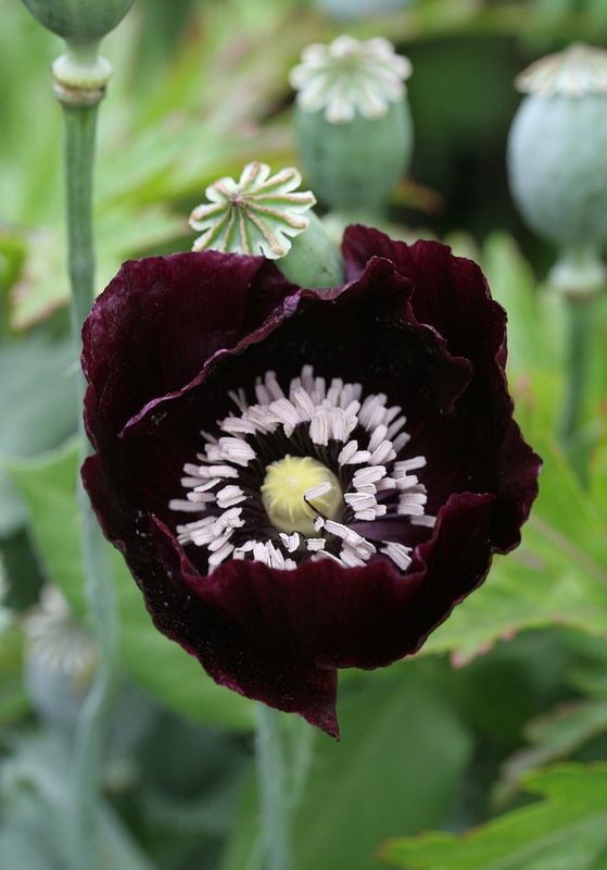 660 After Midnight Poppy Seeds – P. Somniferum –Dark Purple Breadseed Variety