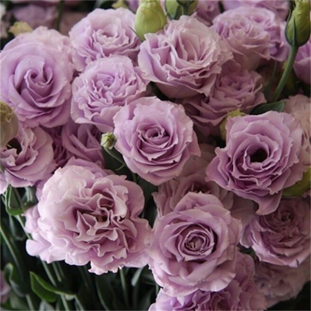 20 SEEDS light Purple LISIANTHUS (Prairie Gentian) Eustoma flower bed USA Seller