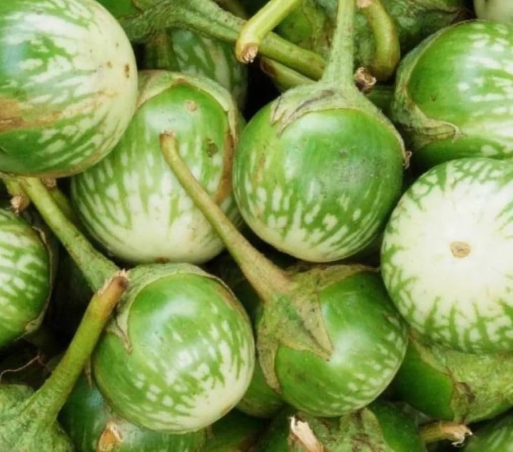 30PCS Heirloom Thai Eggplant Seeds for Home Garden and Salad Vegetables