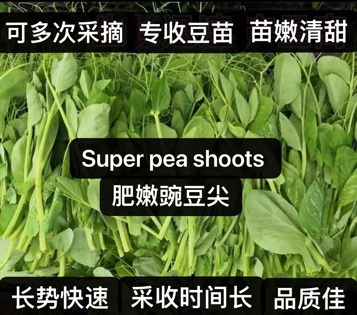 Pea seed set:snow pea,sugar snap pod pea,super pea shoots每种25粒甜豆种籽：荷兰豆豌豆豌豆苗2023年
