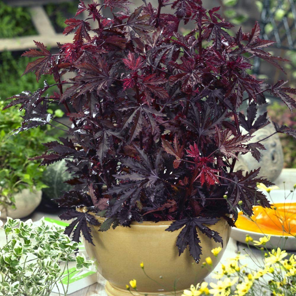 Mahogany Splendor Hibiscus Seeds – 10 Pcs Perennial Flower Seeds for Planting…