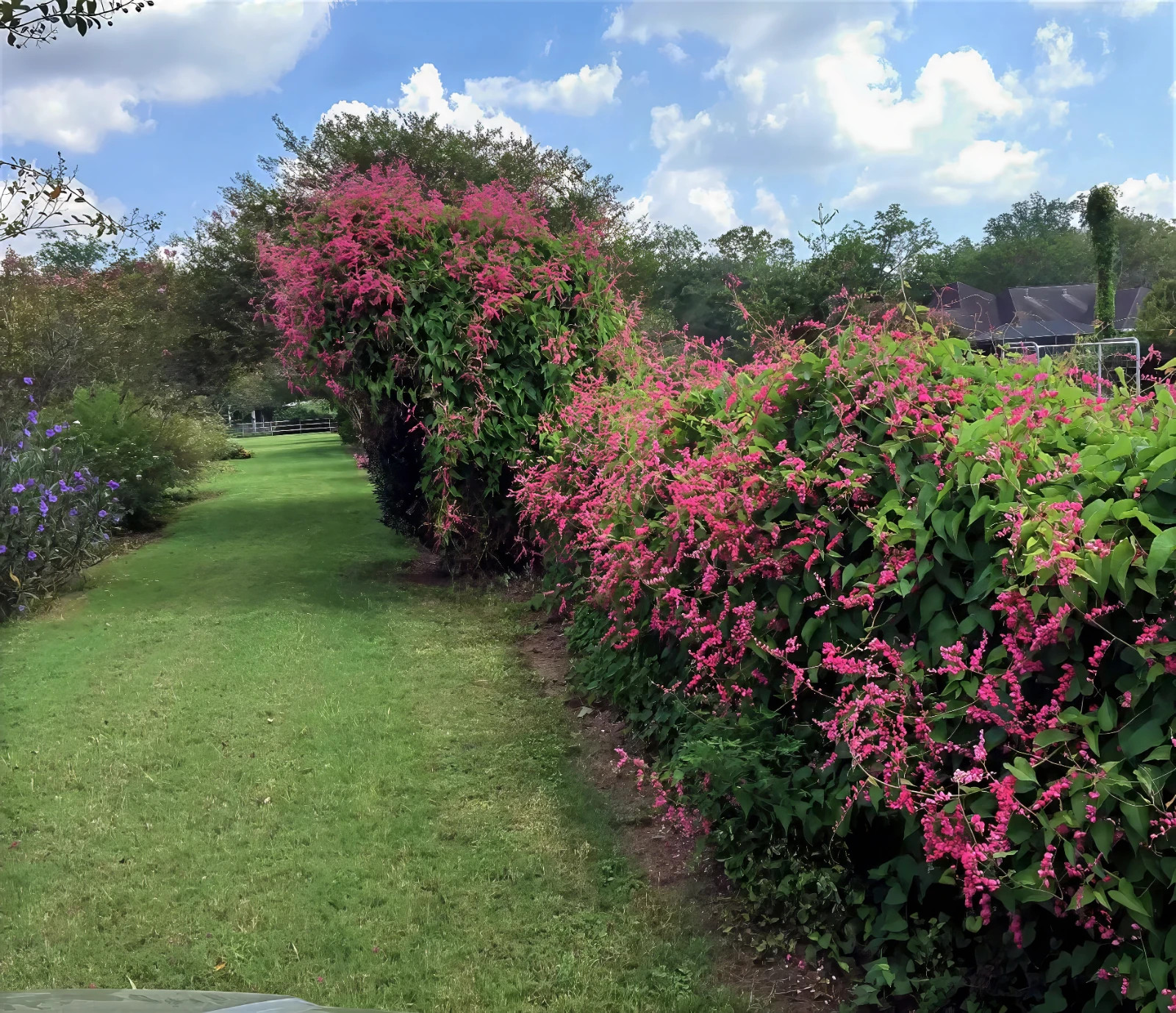 CORAL VINE SEEDS (Antigonon Leptopus) Mexican Creeper Chain of Love Pink Flower