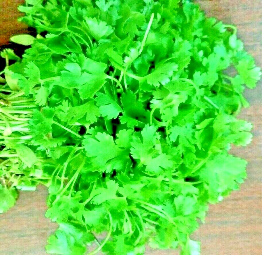 300+ CILANTRO SEEDS MEXICAN CORIANDER HERB PEST REPELLENT SLOWBOLT HEIRLOOM USA