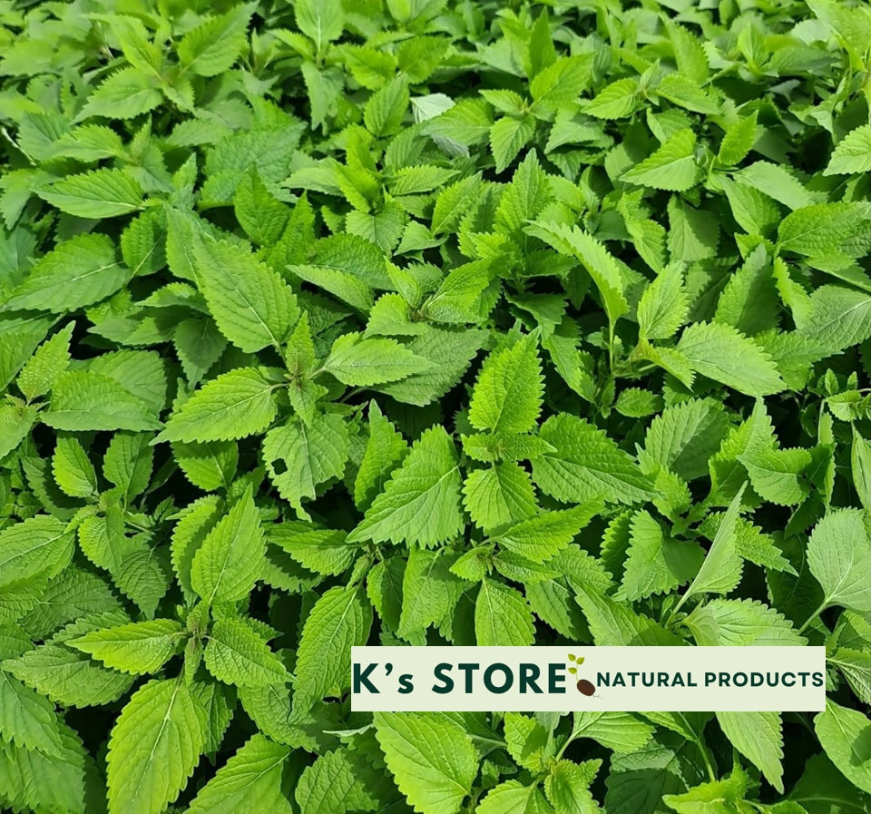Shiso Perilla/Elsholtzia ciliata Vietnamese Balm-Hạt Giống Tía Tô/ Rau Kinh Giới