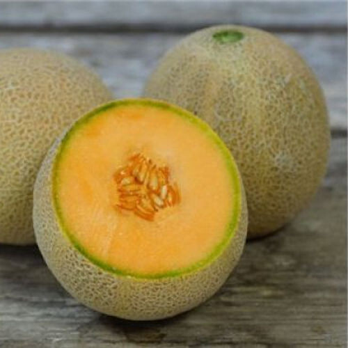 50 PLANTERS JUMBO MELON SEEDS NON-GMO FRESH HARVEST FOR GARDENS