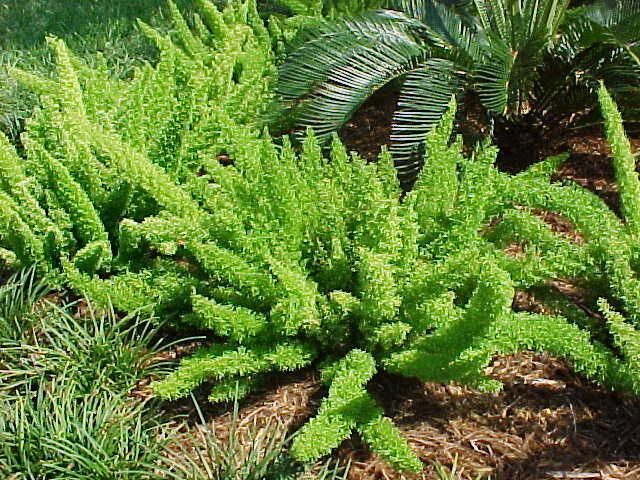 20 ASPARAGUS FOXTAIL FERN Seeds Myers Houseplant Tropical Flower Garden RARE!