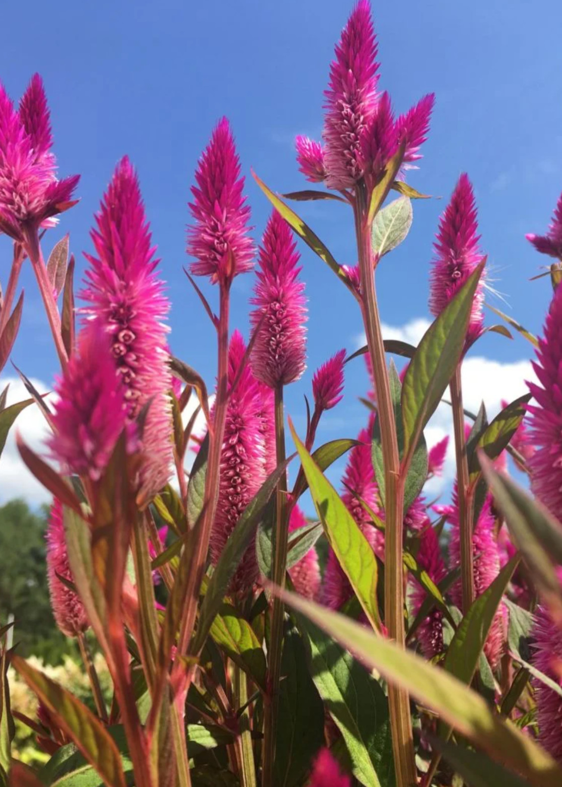 Heirloom Pink Feather Celosia seeds, 100+ seeds