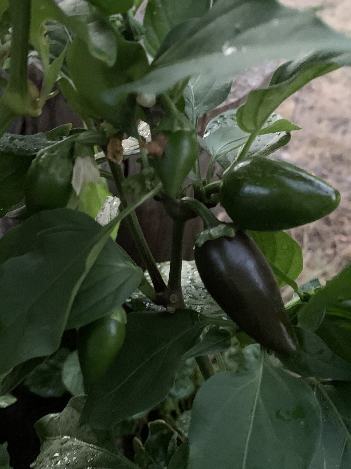 25 Texas Jalapeno Pepper 🌶 Seeds Homegrown Vegetable Garden Fruit USA Organic
