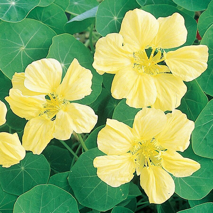 Moonlight Nasturtium Seeds | 15 Seeds | Flower Seeds | Seed Store | 1197