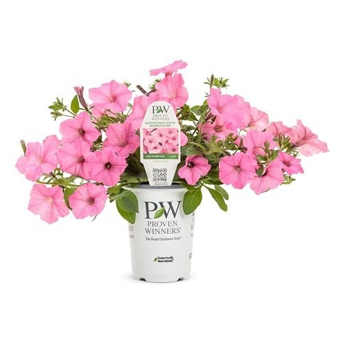 Petunia Plants – Supertunia Vista Bubblegum – 4 Pack – Annual Spring & Summer Bl