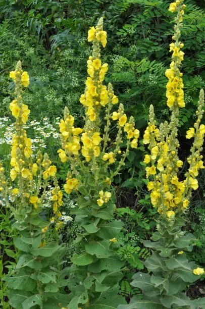 1500 Great Mullein Seeds, (Verbascum thapsus). Seeds From Healthy Parent Plants.