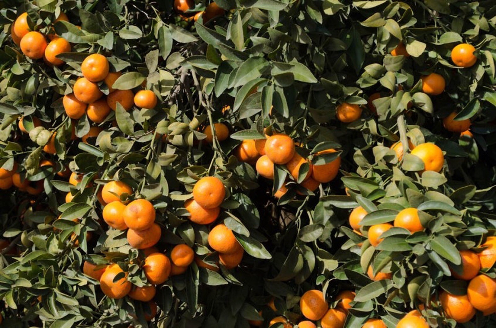 California only!! Tango Mandarin Tree 24-36 inches tall, grafted dwarf tree