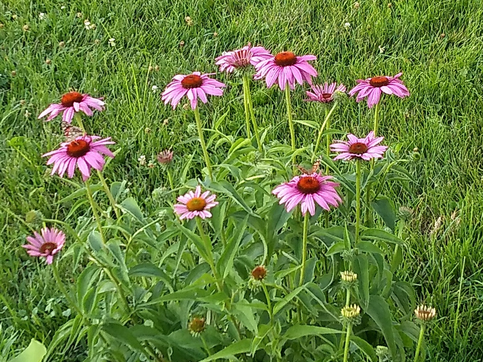 75+ Echinacea Purple Coneflower Seeds Medicinal Herbal Seeds Wildflower 2021 E1