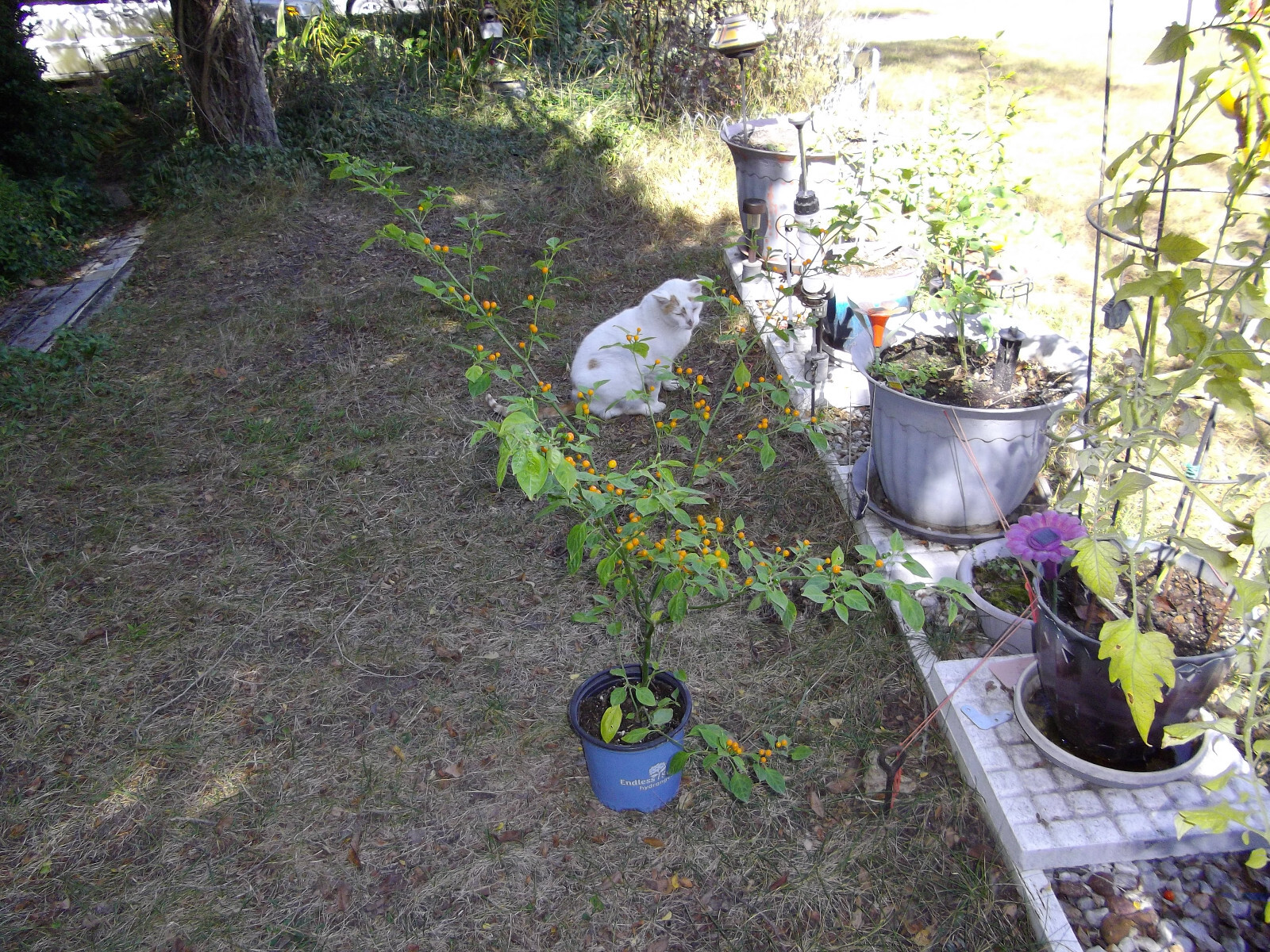 TEXAS Pequin Pepper Seeds.Semillas de Chile Piquin 15+.( Wild HOT)