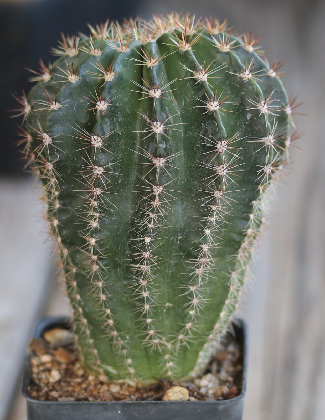 Echinopsis hybrid ‘Ben Hur’