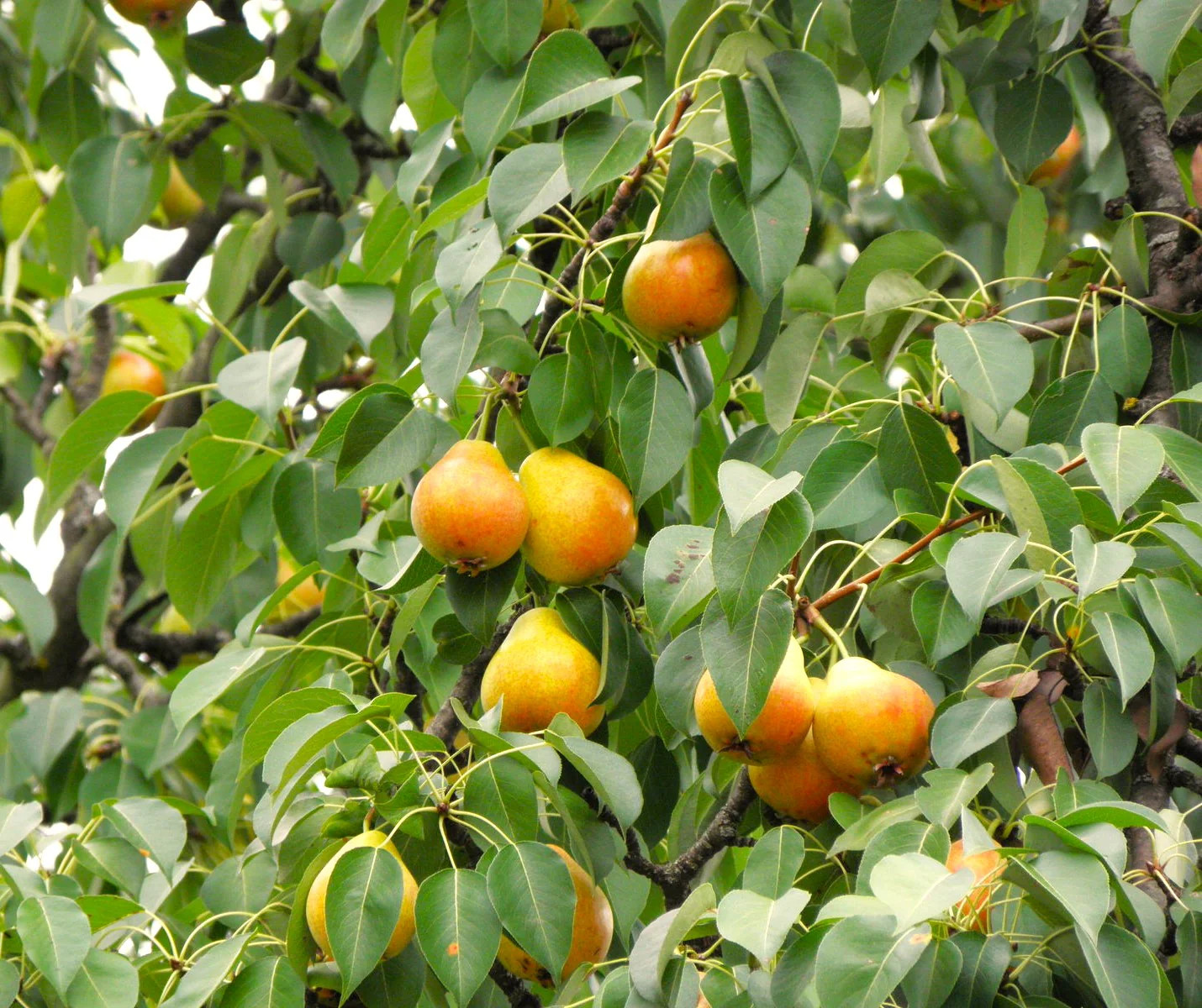 Bartlett Pear Tree Seeds | European Williams Green Pears Seed 2024 Fast Shipping