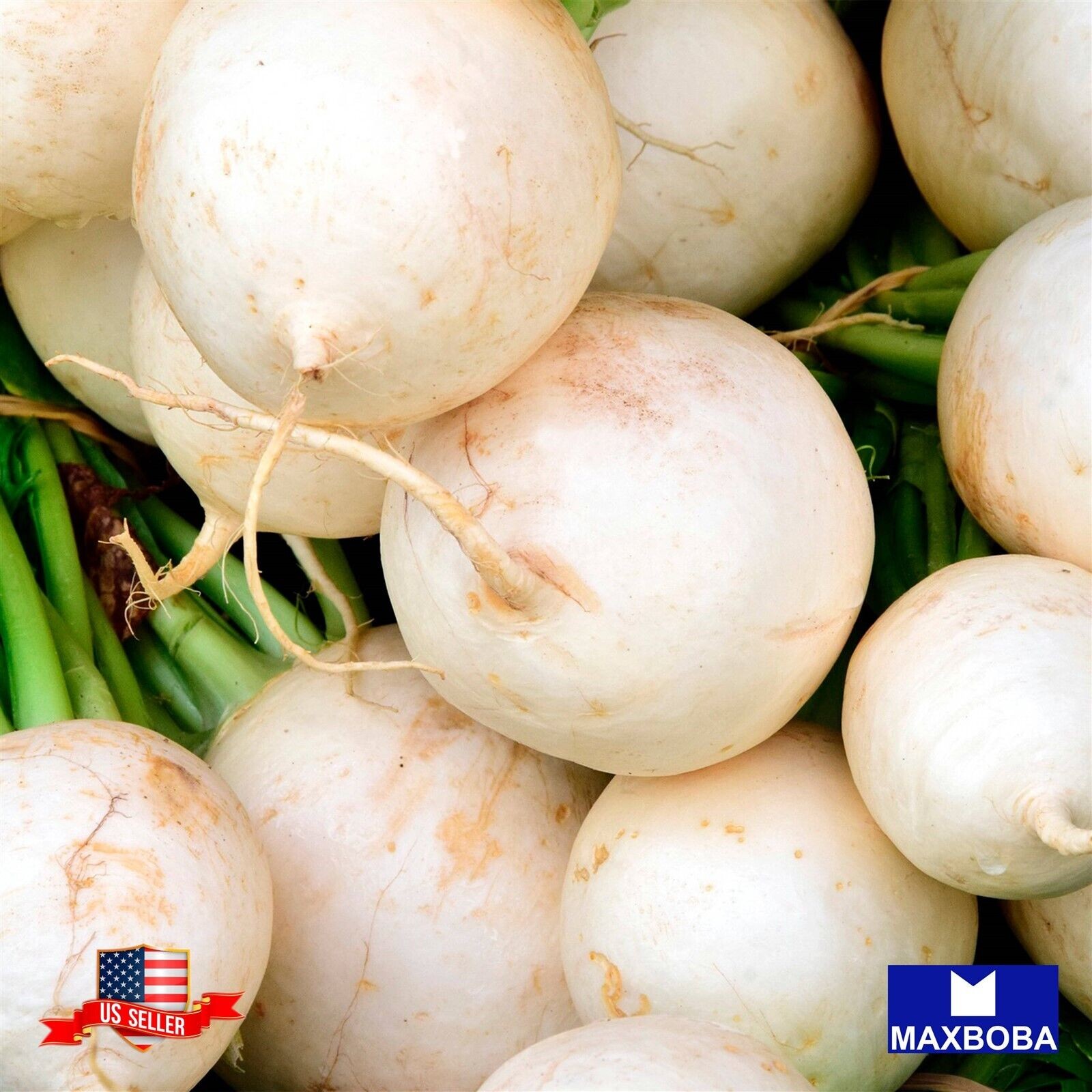 Radish Seeds – Hailstone Raphanus sativus Non-GMO Heirloom Vegetable Garden