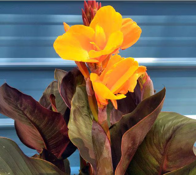 Canna Lily Wyoming Rhizomes – Orange Blooms, Burgundy Foliage – 8-rhizomes