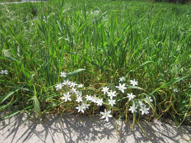 Star of Bethlehem plant – ornamental flower – 100 bulbs
