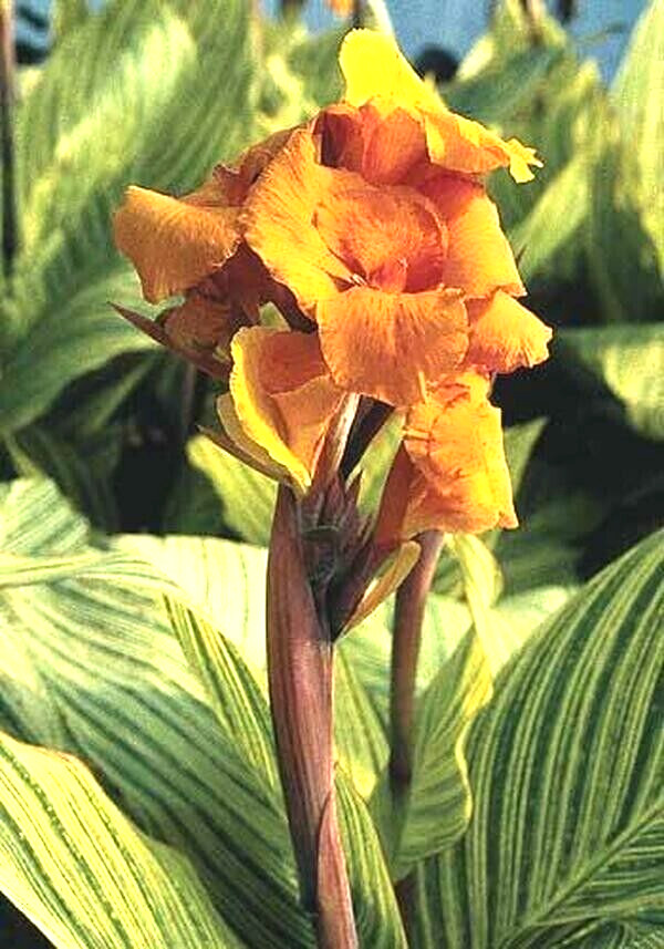 Canna Lily PRETORIA ORANGE VARIEGATED BENGAL TIGER 5 Live Flower Plant Bulbs