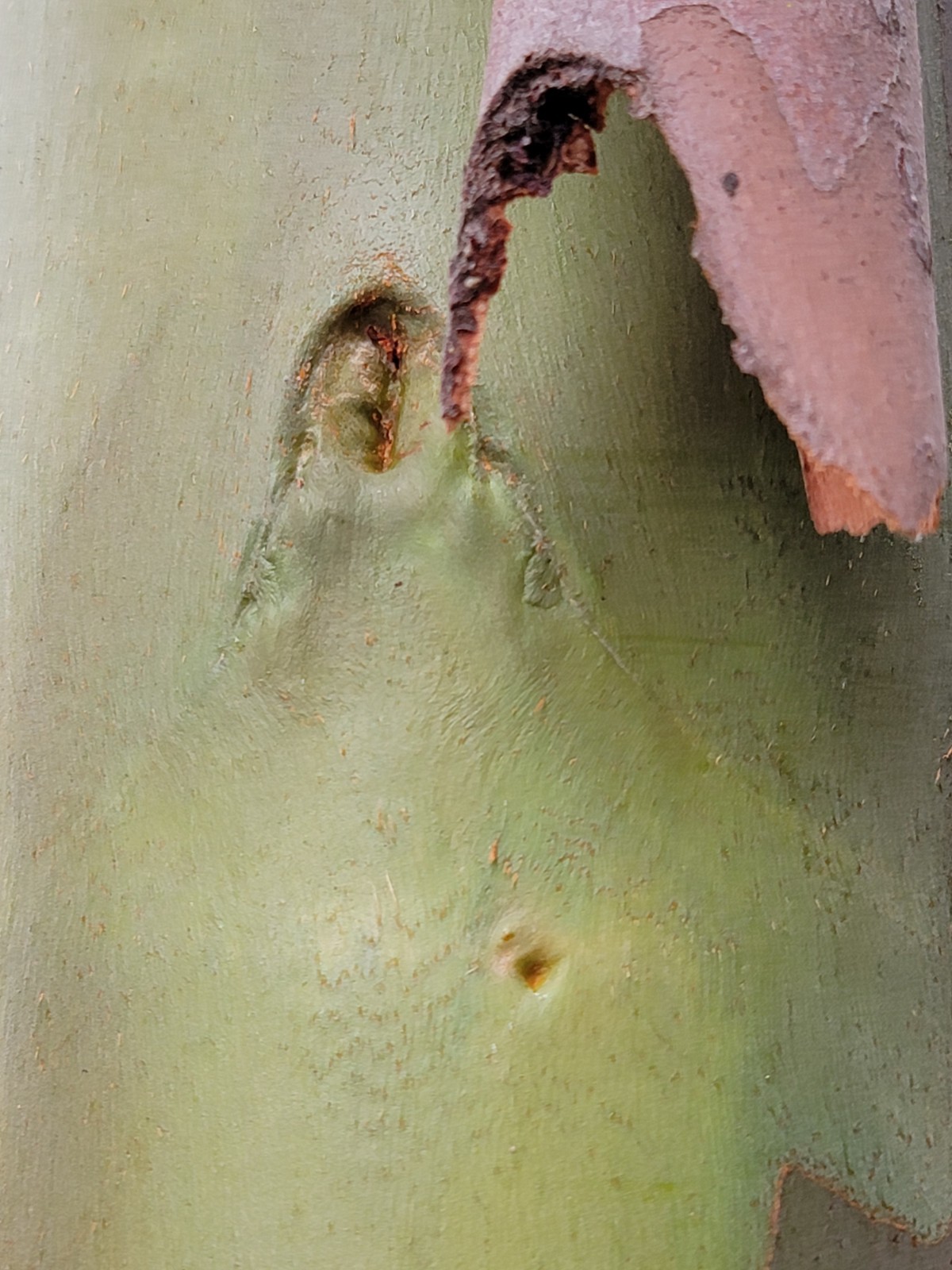 Eucalyptus regnans – Mountain Ash – Fresh Seeds – Extremely Rare in Cultivation!
