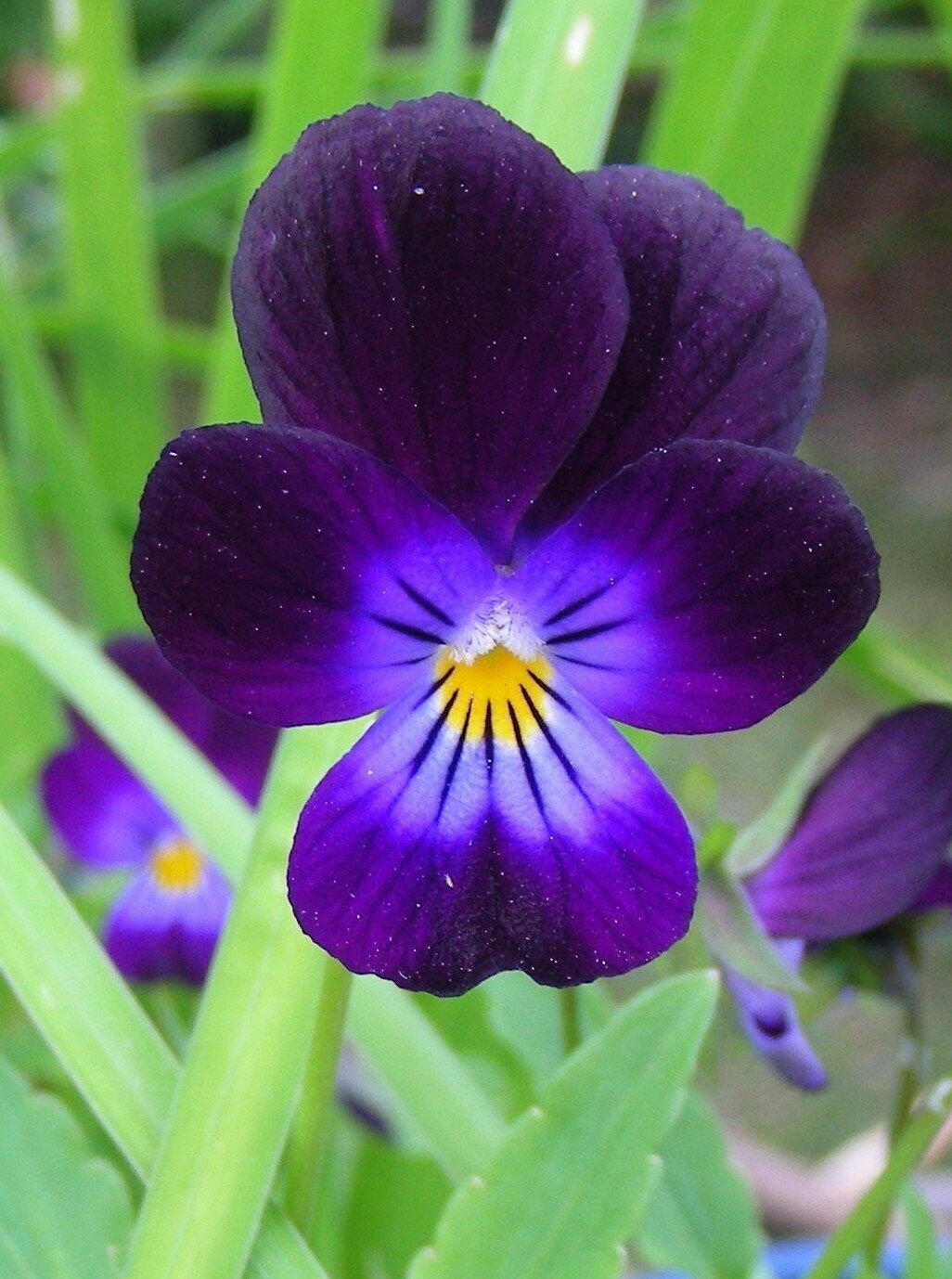 2000+ Bulk Seeds JOHNNY JUMP UP Viola Pansy Heirloom Flowers Quality Seed Butter