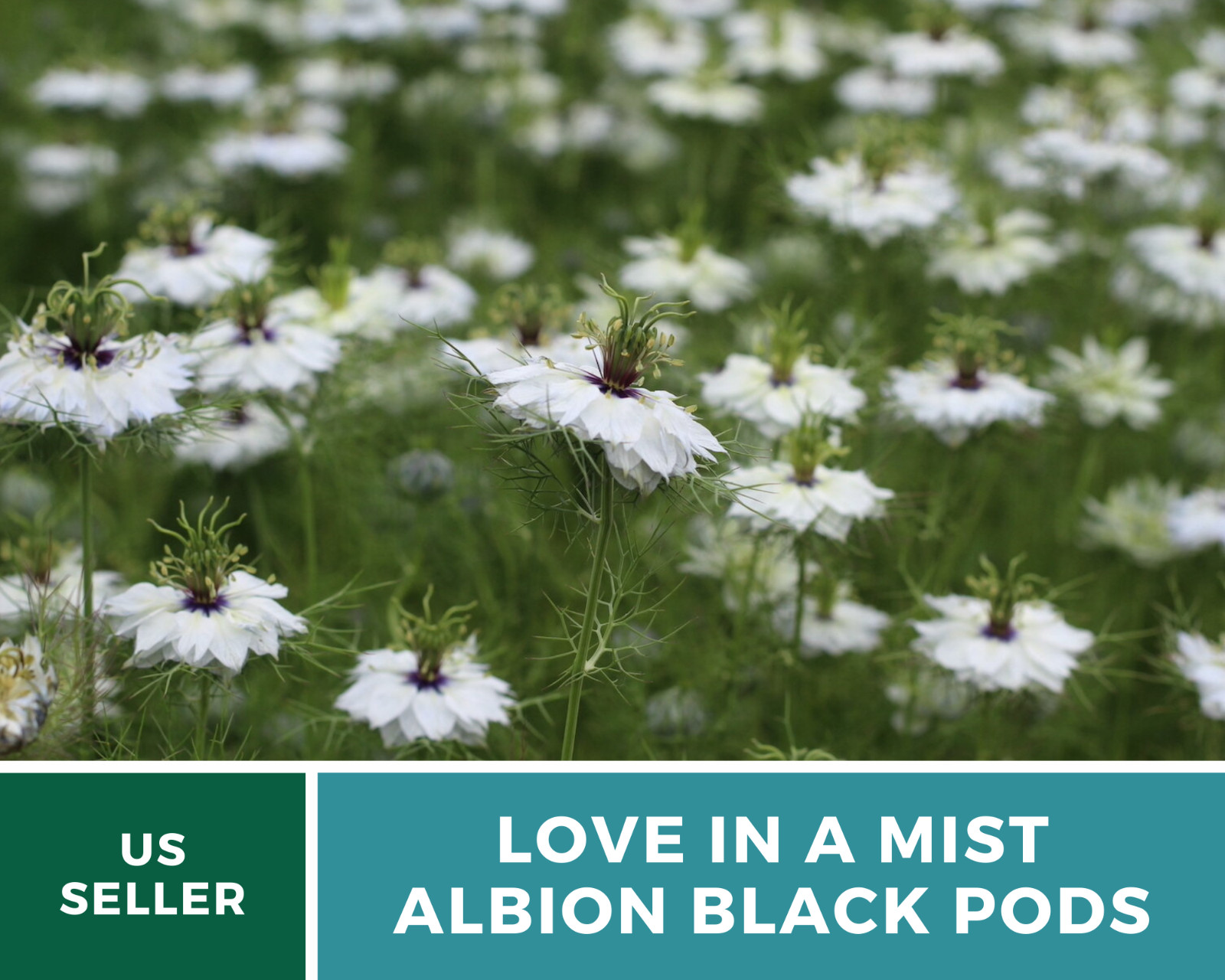 Love in a Mist, Albion Black Pods – 100 Seeds (Nigella Damascena)