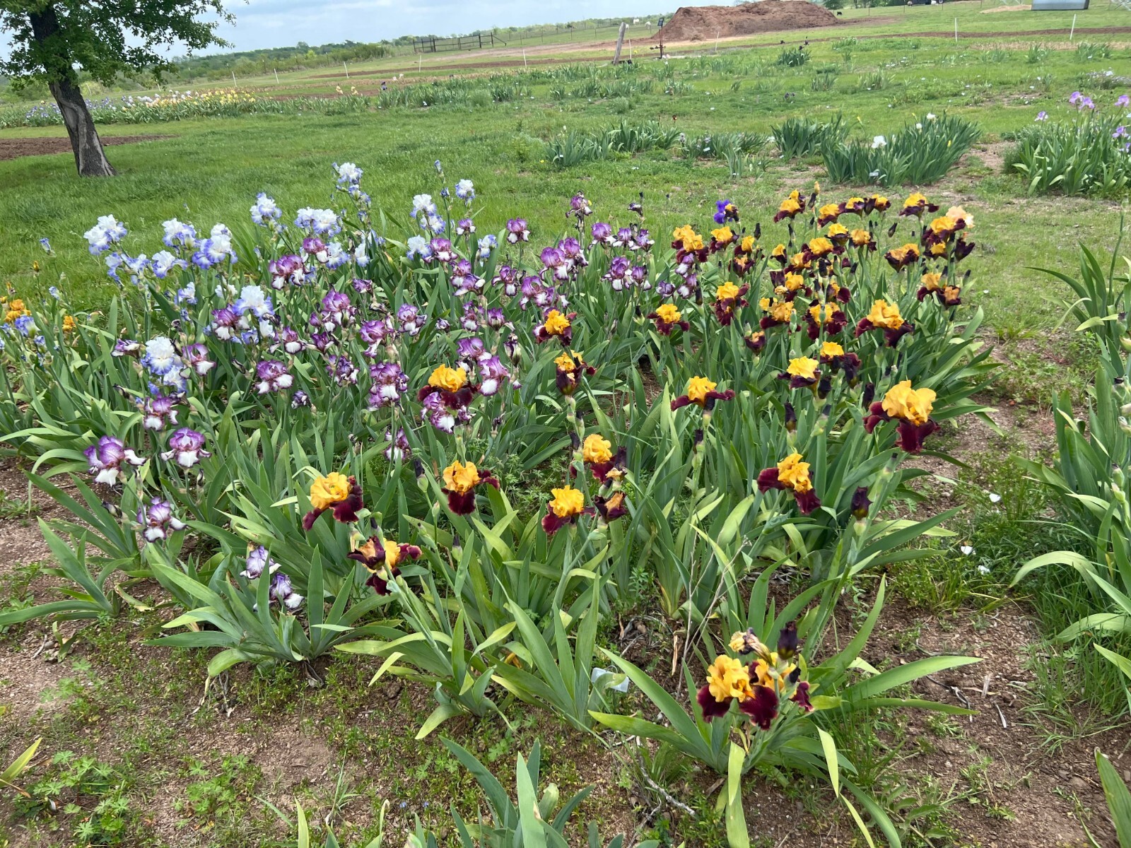 Tall Bearded Iris Special!!! Anything that fits SHIPS.