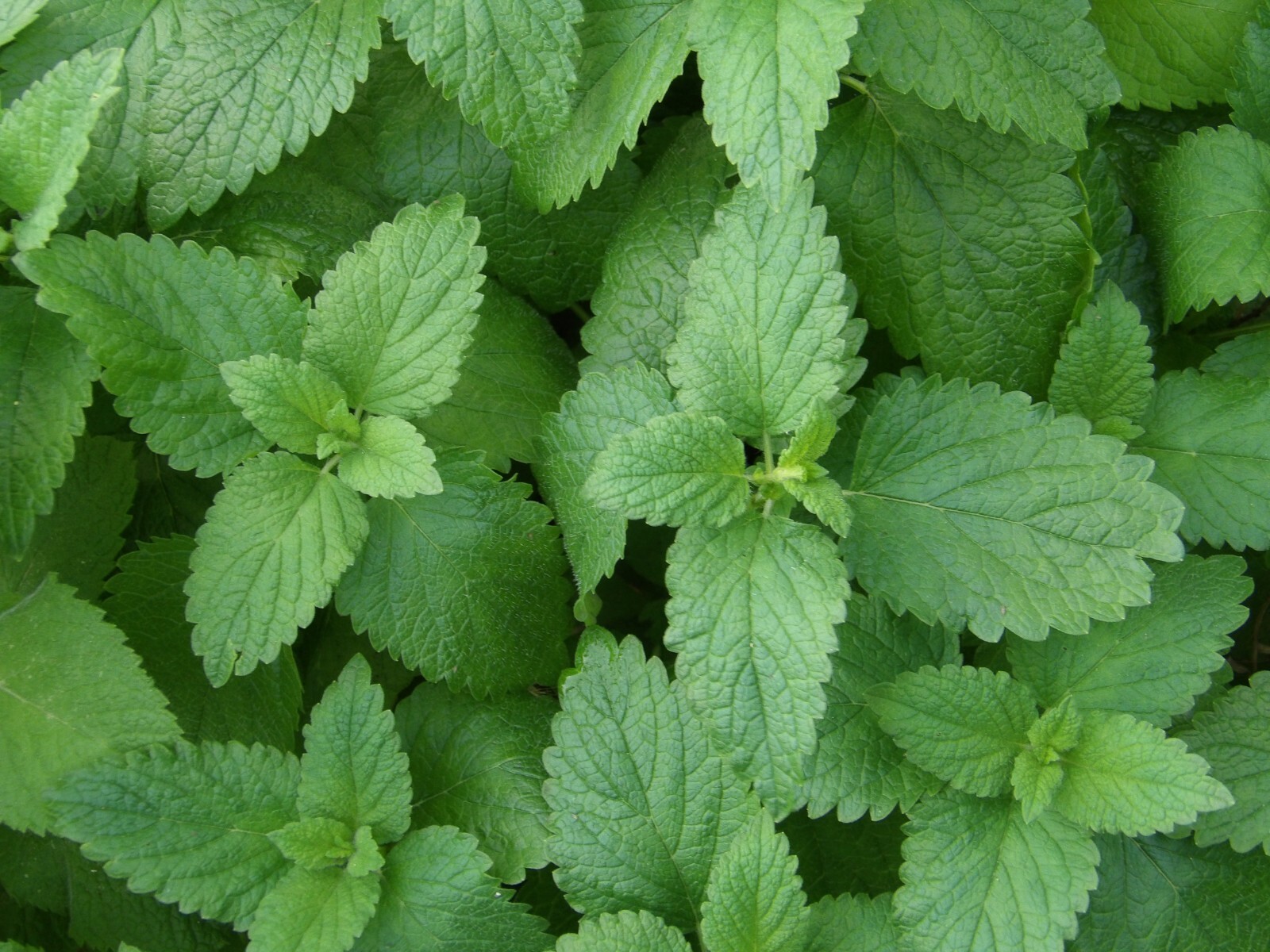 Melissa officinalis 500 Seeds – Lemon Balm