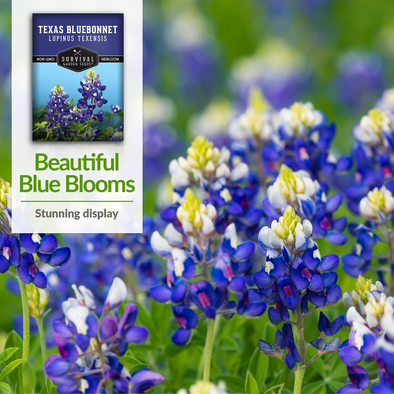 Texas Bluebonnet Seeds for Planting – 1 Packet with Instructions to Plant & G…