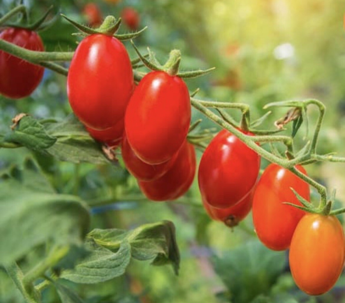 Sugar Grape Tomato – 50 Seeds 2023 – USA