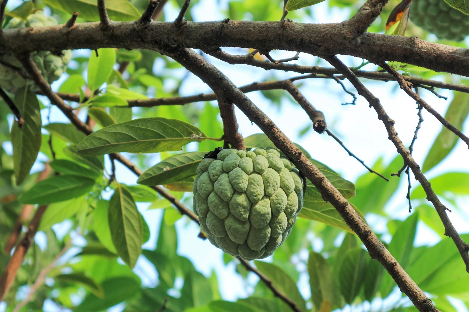 15 SUGAR APPLE Sweetsop Custard Apple Annona Squamosa Sweet Delicious Edible Fru
