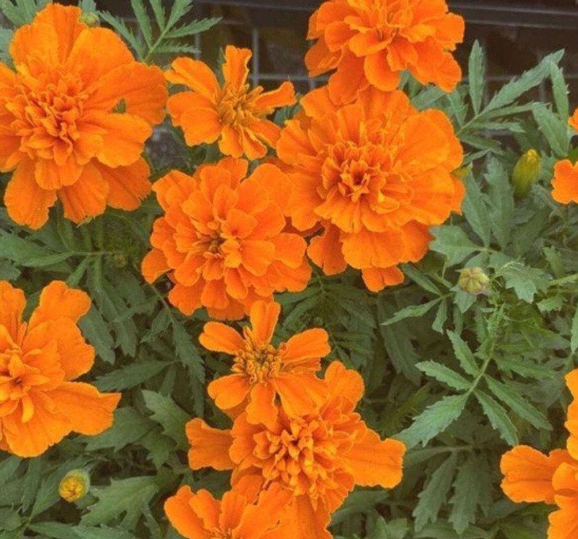 SEEDS – Marigold Variegated Orange/Yellow/Red 12″ Diameter Hearty Plants
