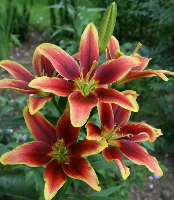 AVALON SUNSET LILY~FLOWER BULBS~GOLDEN YELLOW BRONZE-RED & ORANGE~2-3 FEET TALL!