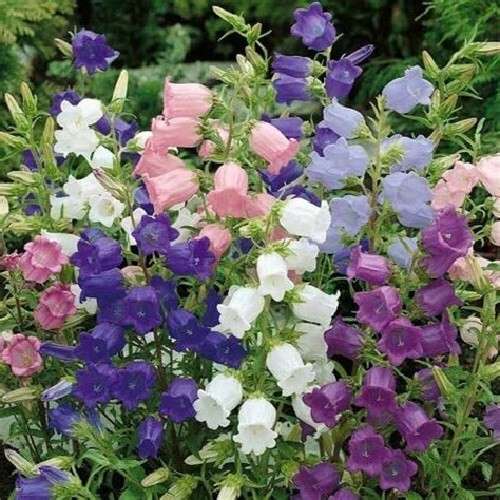 Canterbury Bells Flower Seeds Mixed Colors Campanula Cup & Saucer Vivid Flowers