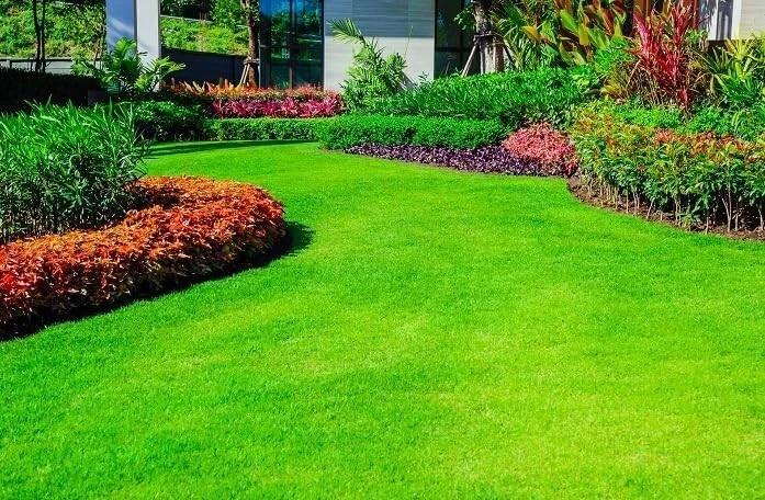 40,000 Emerald Zoysia Grass Seeds – Lawn Turf ~ Drought & Heat Tolerant