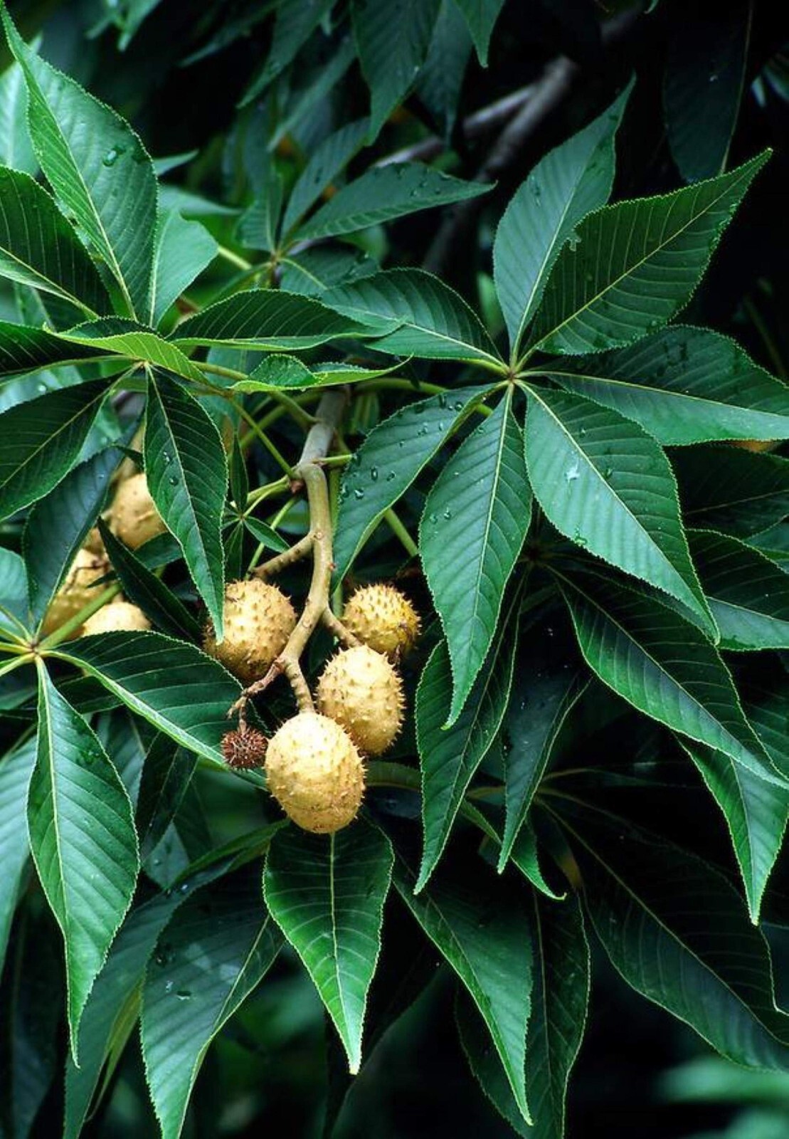 6-12” tall Ohio Buckeye (Aesculus glabra) 1-2 year old tree, bare root plant