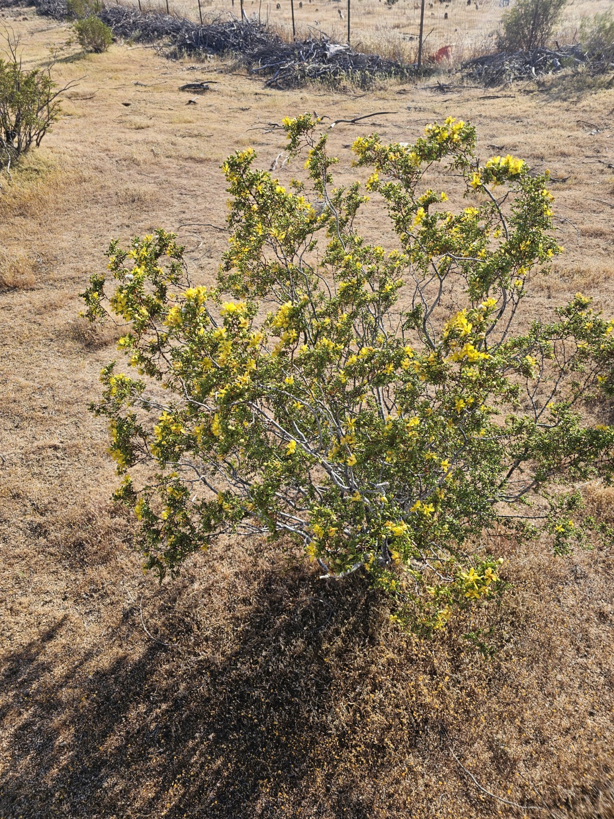 100 Creosote Bush Seeds (Larrea tridentata) [Cold Hardy 5-10F] – CA Native