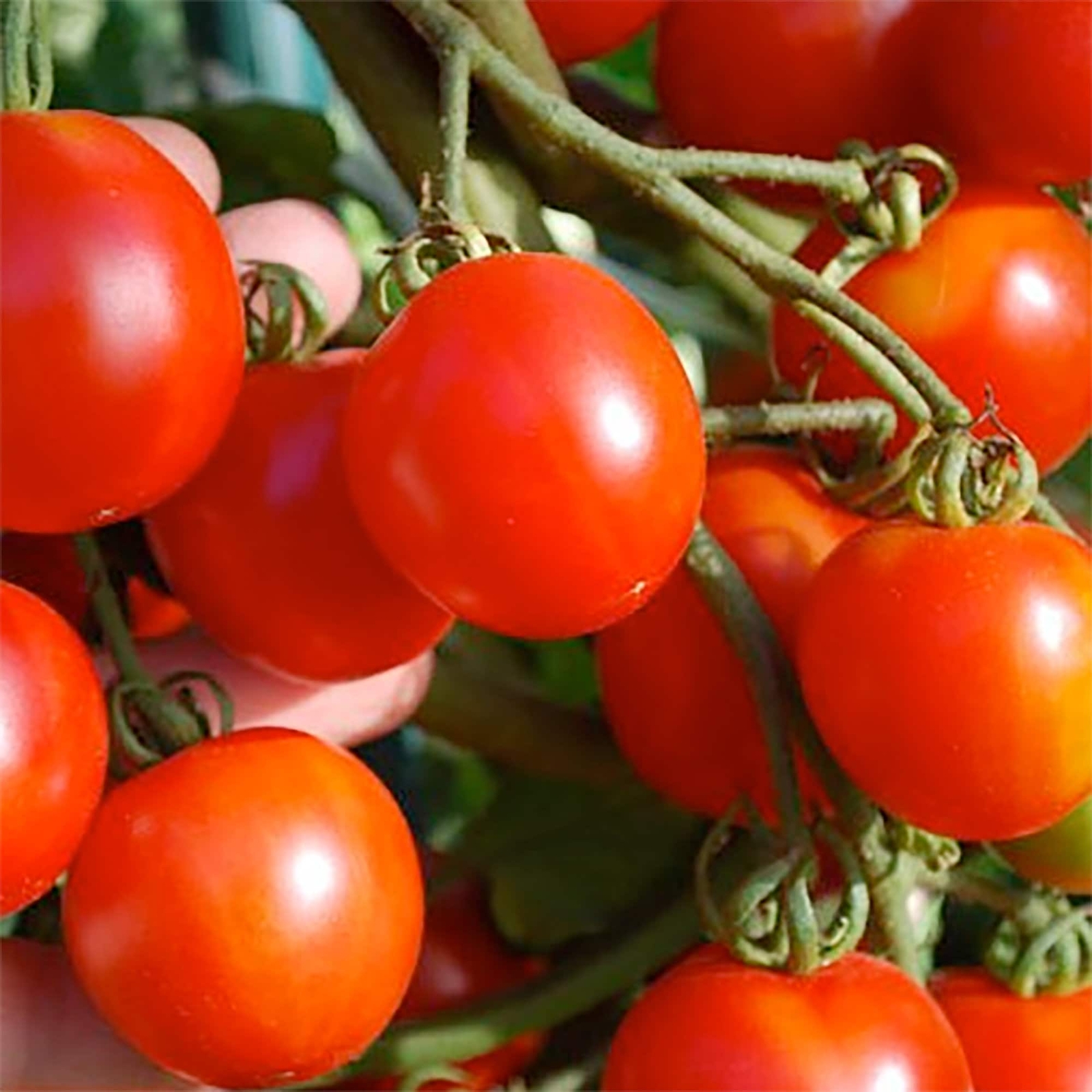 Stupice Tomato Seeds 50 Ct Vegetable Czech HEIRLOOM NON-GMO USA FREE S&H