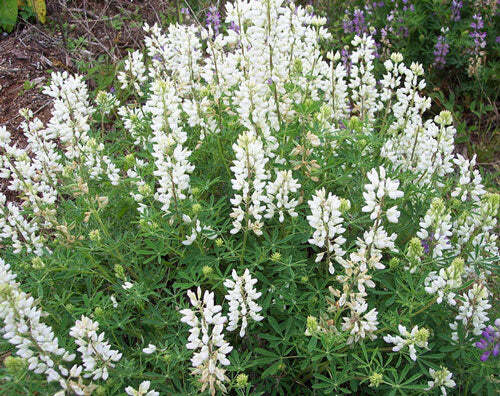 Lupinus albicaulis | Sickle-Keeled or Pine Lupine | 10 Seeds