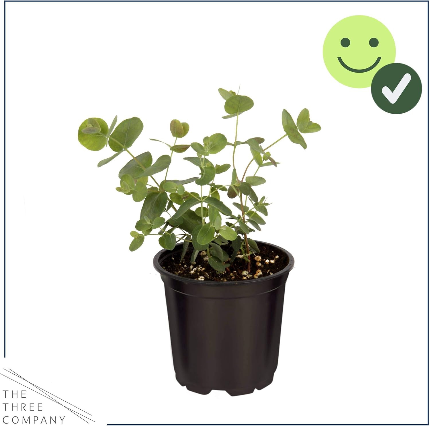 Live Eucalyptus (4 per Pack) – Aromatic and Health Enhancer, Natural Air Purifie