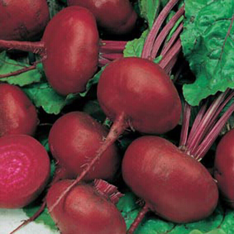 1200+ CROSBY EGYPTIAN BEET SEEDS FRESH HARVEST FOR GARDENS