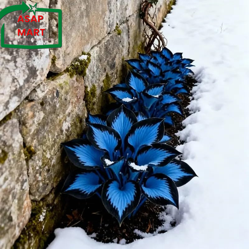 210+ Hosta Seeds – Rare Perennial Flower Seeds for Shade Gardens, Long Blooming