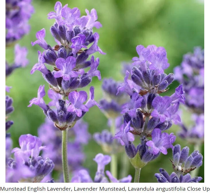 LAVENDER MIX Munstead & Vera Perennial Medicinal Dried Flowers Non-GMO 200 Seeds