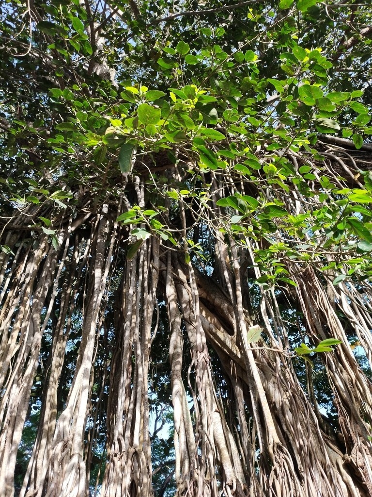 Ficus Benghalensis Tree Seeds, Banyan Fig Seeds, Bengal Fig, Bonsai, Indian