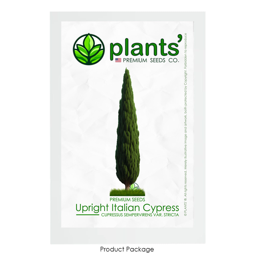 Upright Italian Cypress | Premium Seeds | Cupressus sempervirens Stricta Plants’