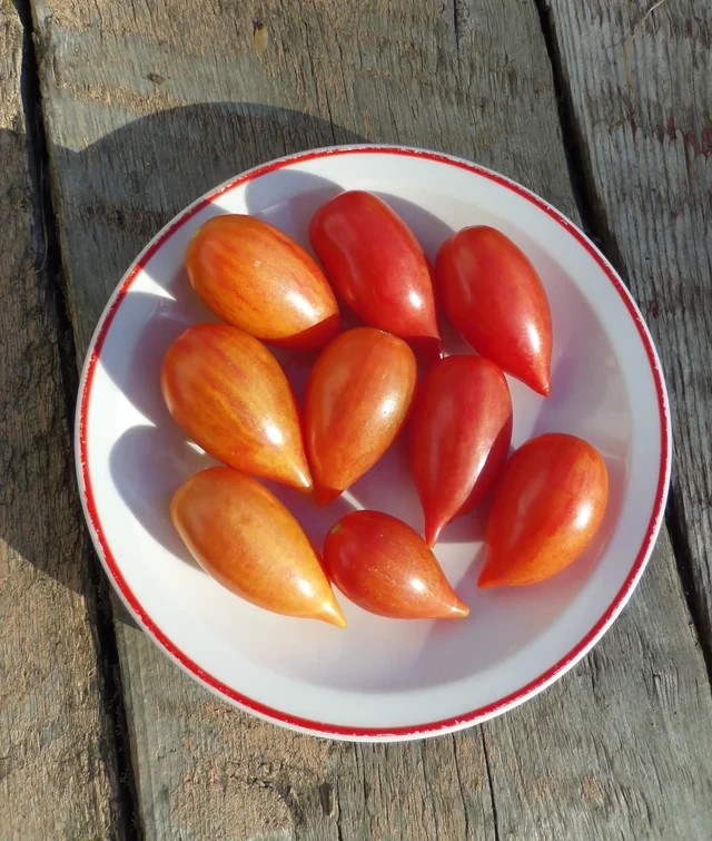 10 seeds Candy Sweet Icicle Tomato Large Cherry Rare Variety Indeterminate