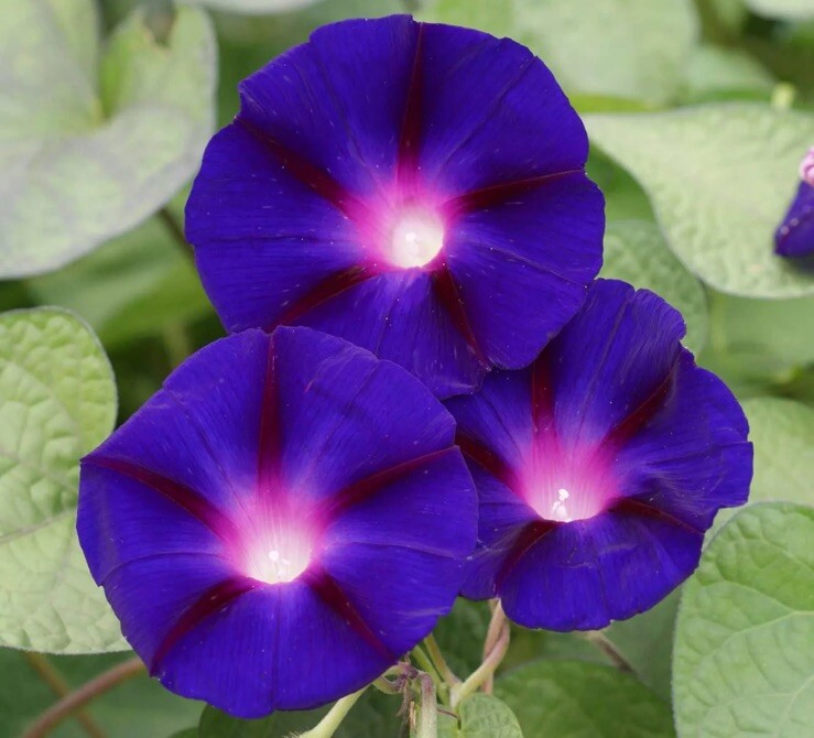 50 Royal Purple Morning Glory Seeds | Non-GMO | Free Shipping | Kay’s Seeds
