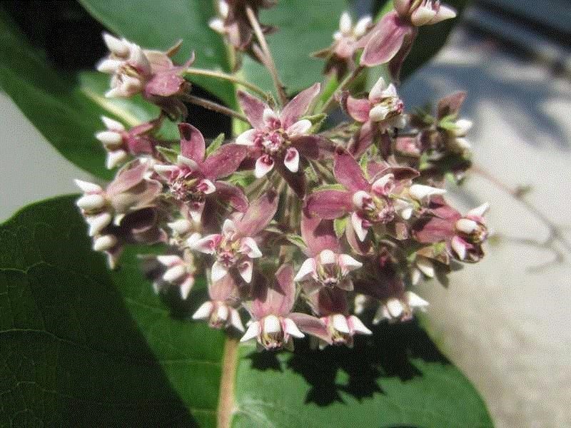 100+ Hardy Common Milkweed (Asclepias syriaca) Seeds Attract Monarch Butterflies